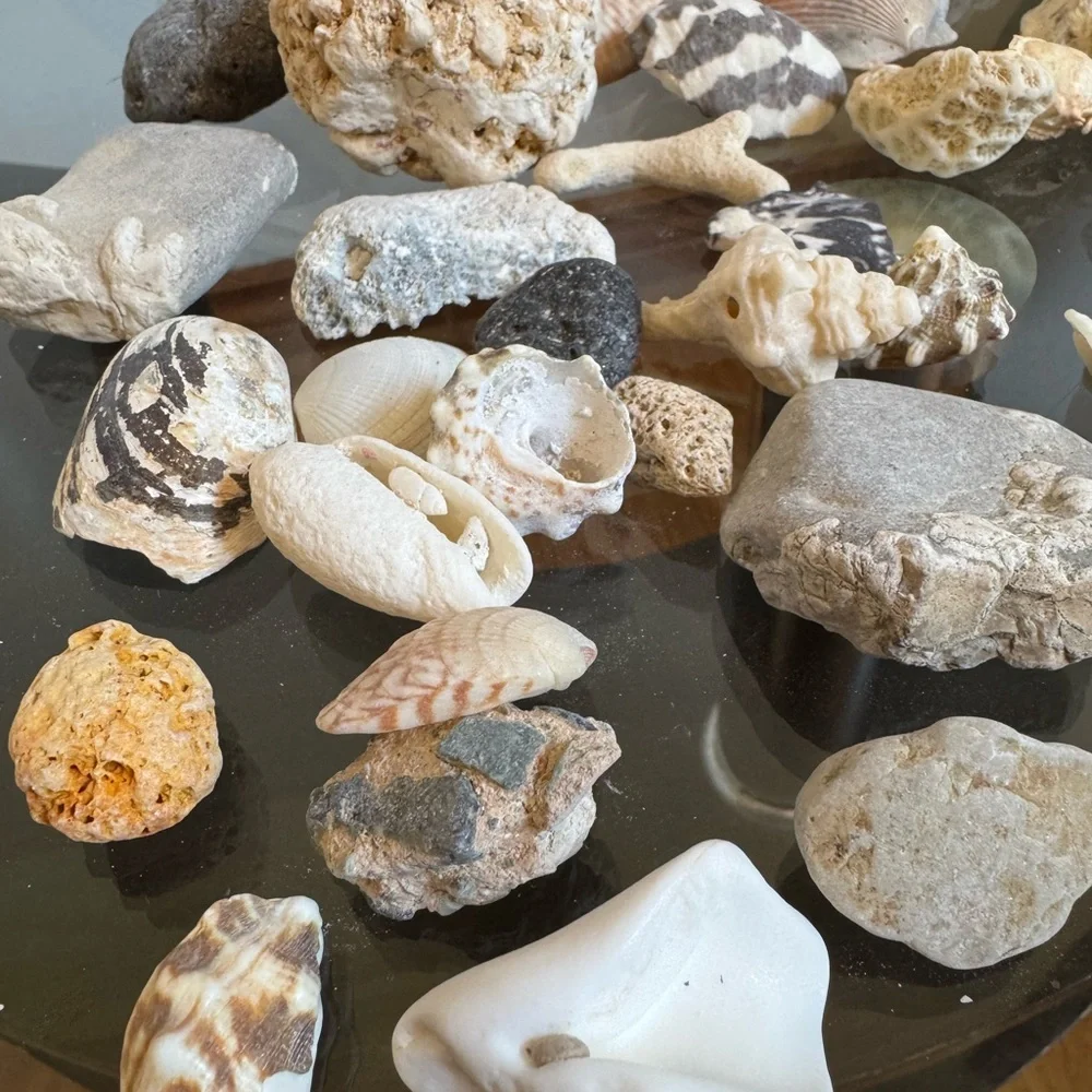 Kids Science Discovery Investigation Assorted Seashell Rocks Collection - Picture 2 of 3